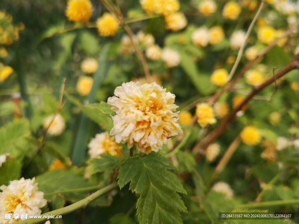 菊花
