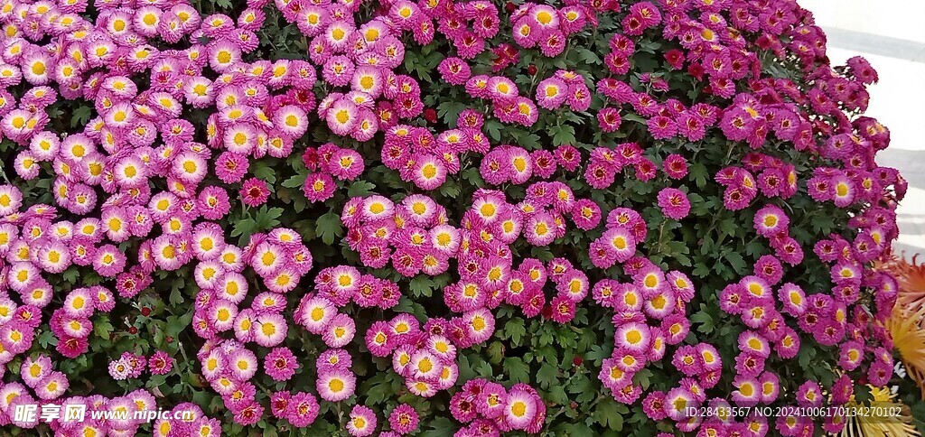 菊花