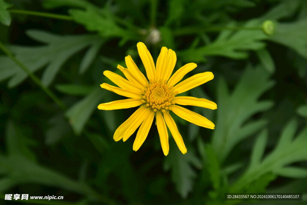 菊花