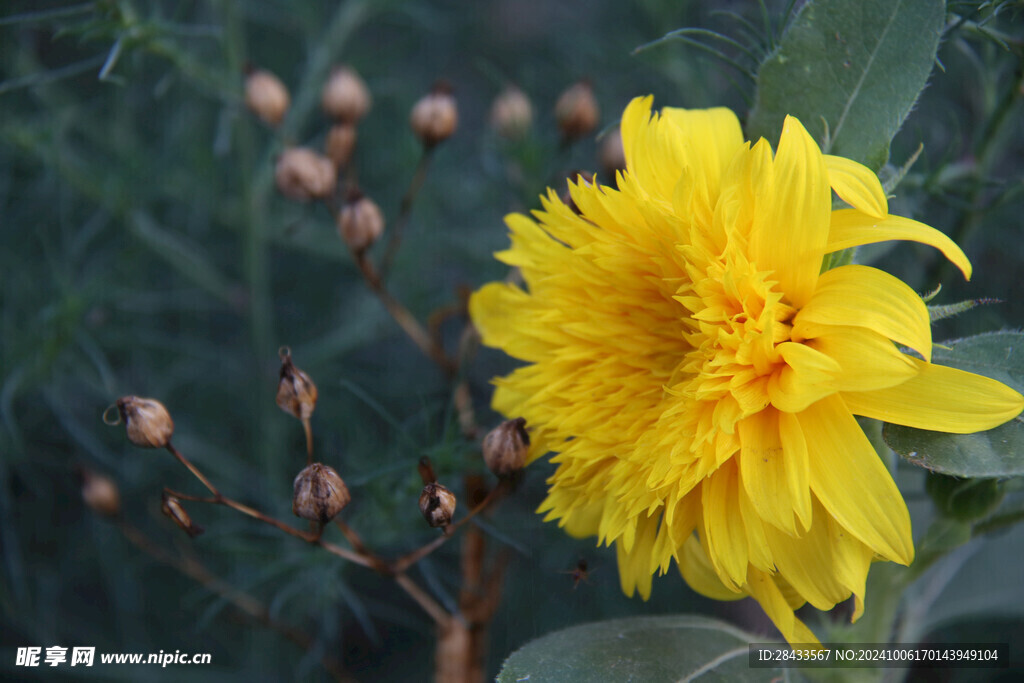 菊花