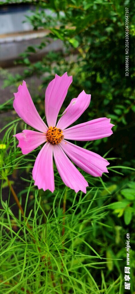 格桑花