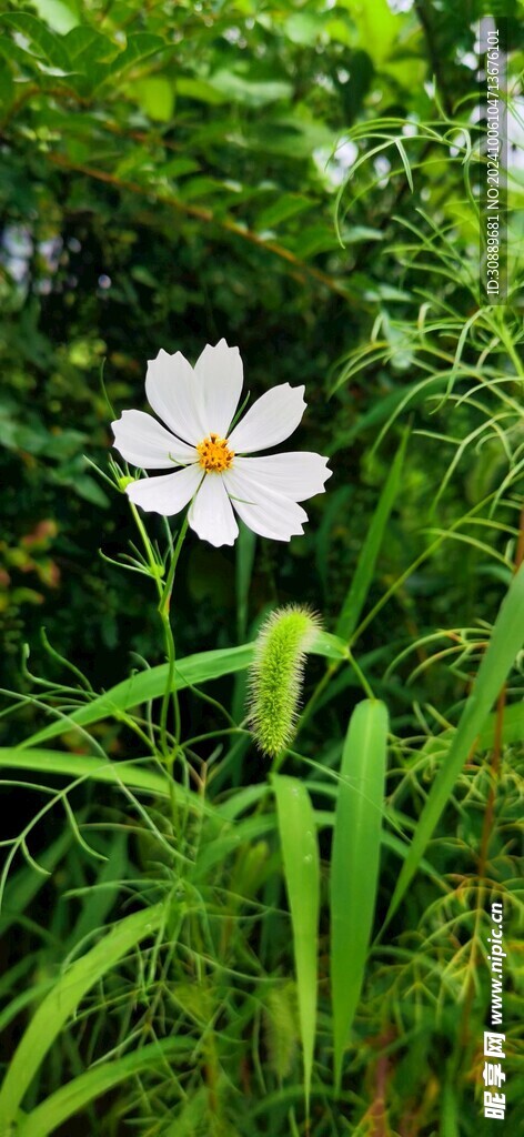 格桑花