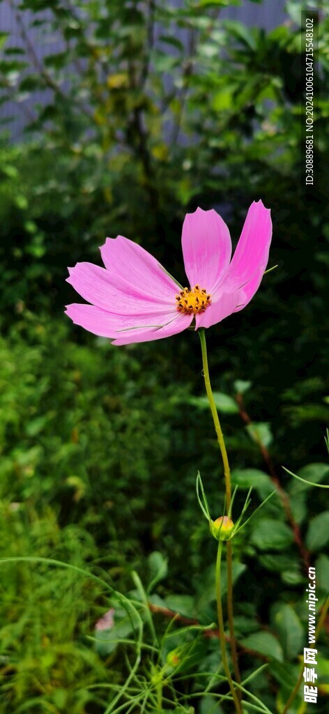 格桑花