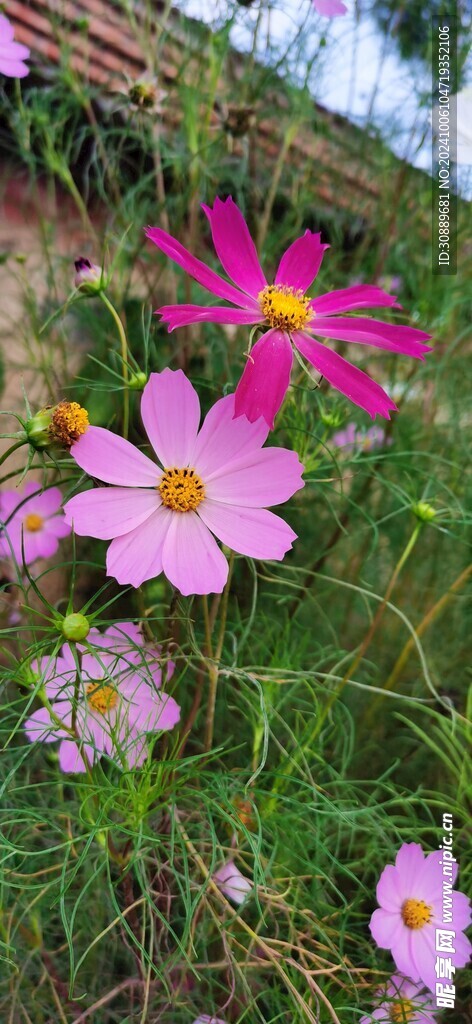 格桑花