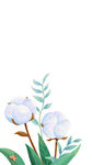 寒露棉花