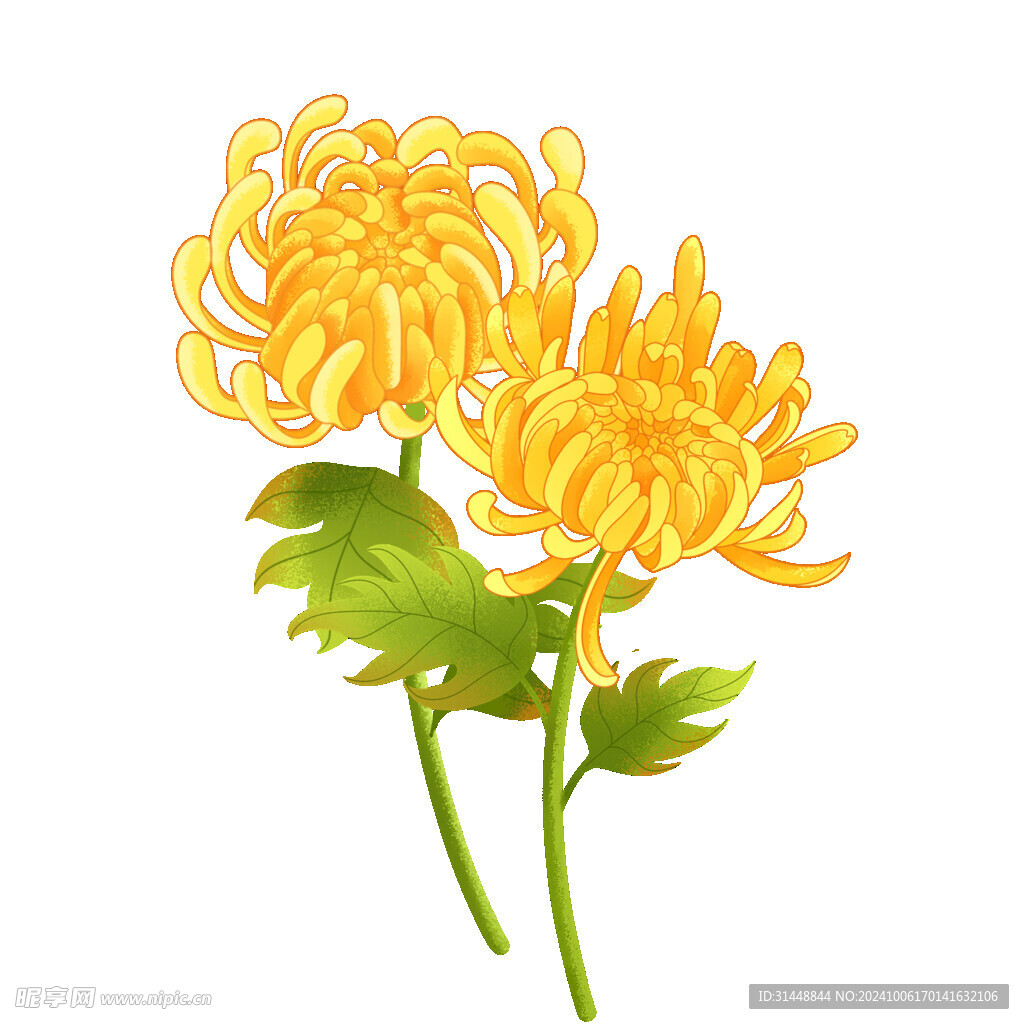 菊花