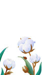 寒露棉花
