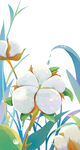 寒露棉花