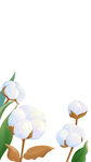寒露棉花