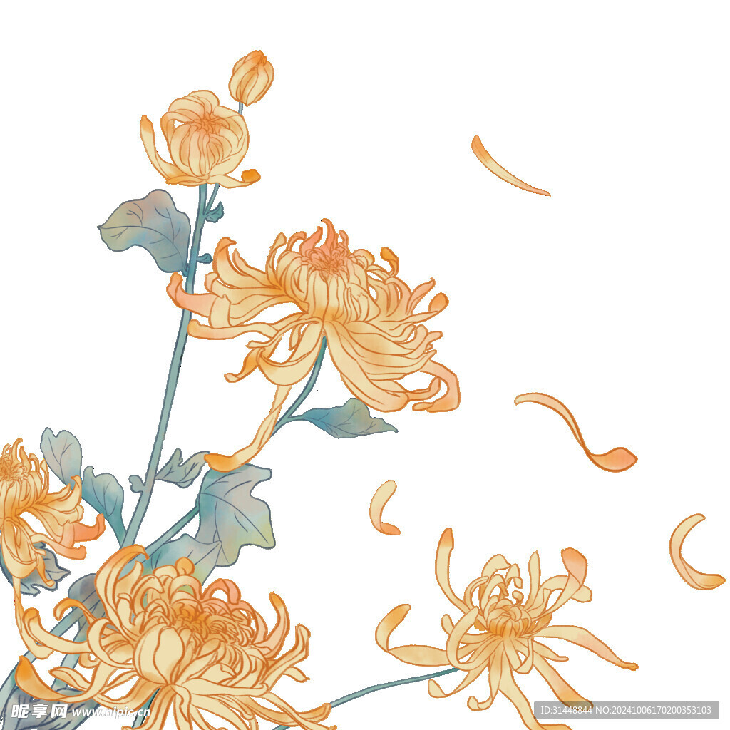 菊花