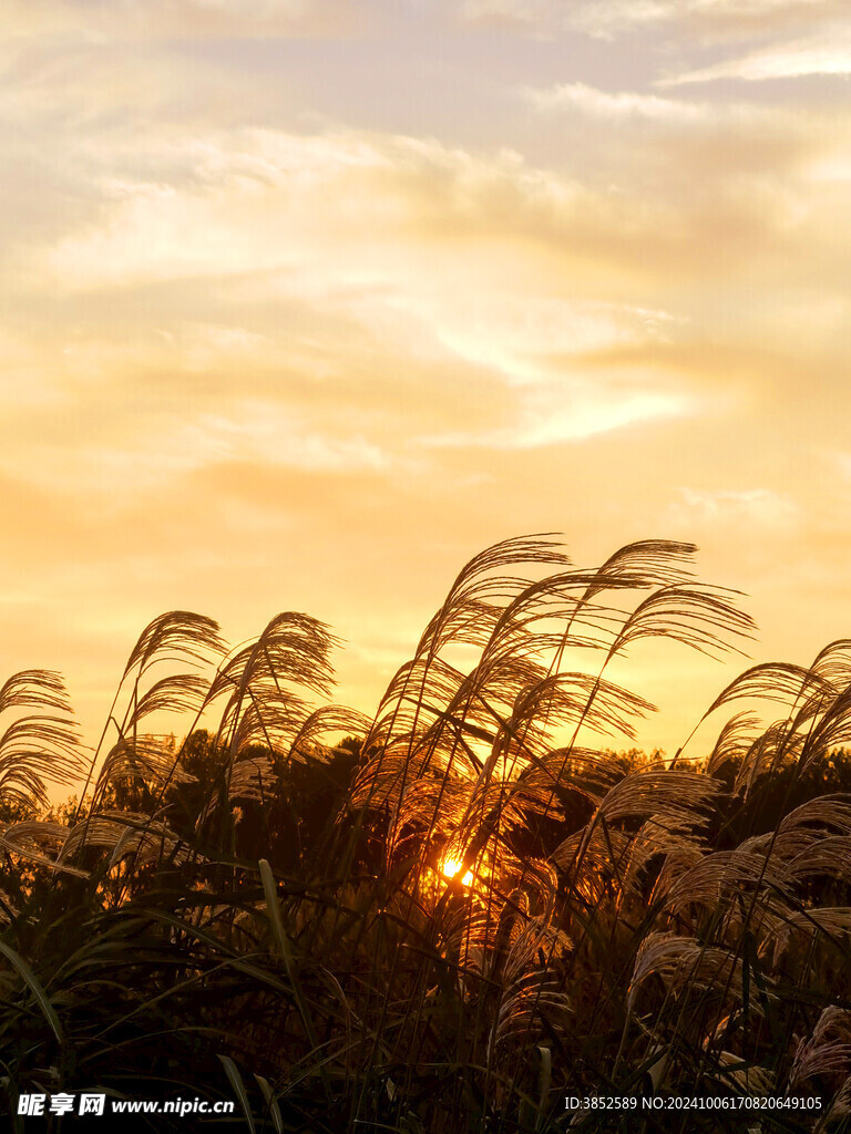 夕阳芦花剪影