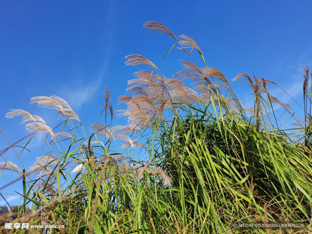 芦荻花 