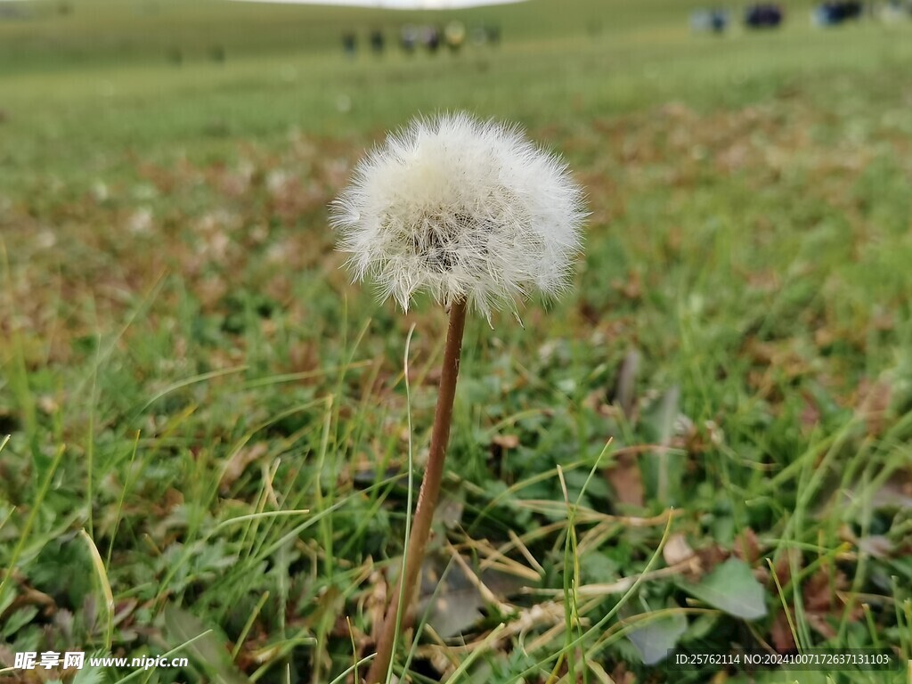 一株等风的年轻母亲