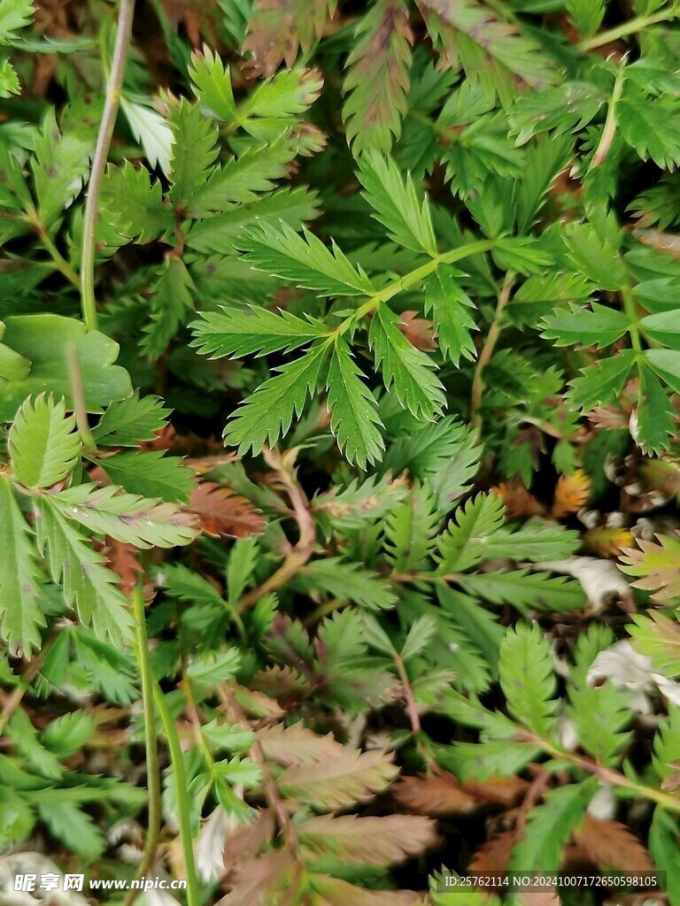 蕨麻