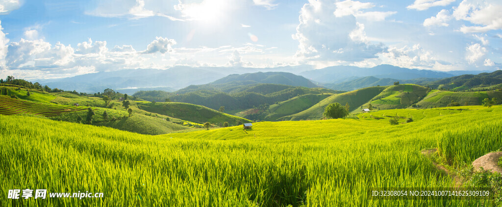 麦田