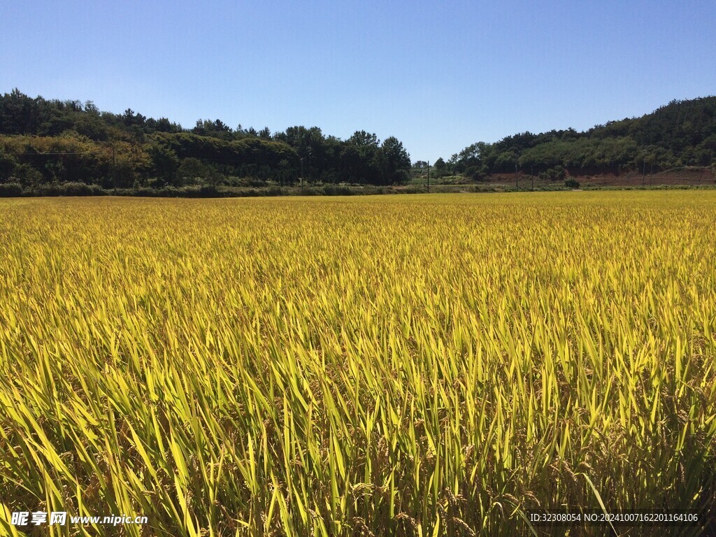 稻田
