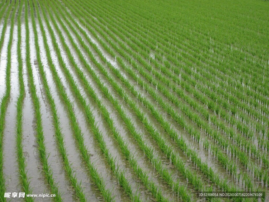 稻田