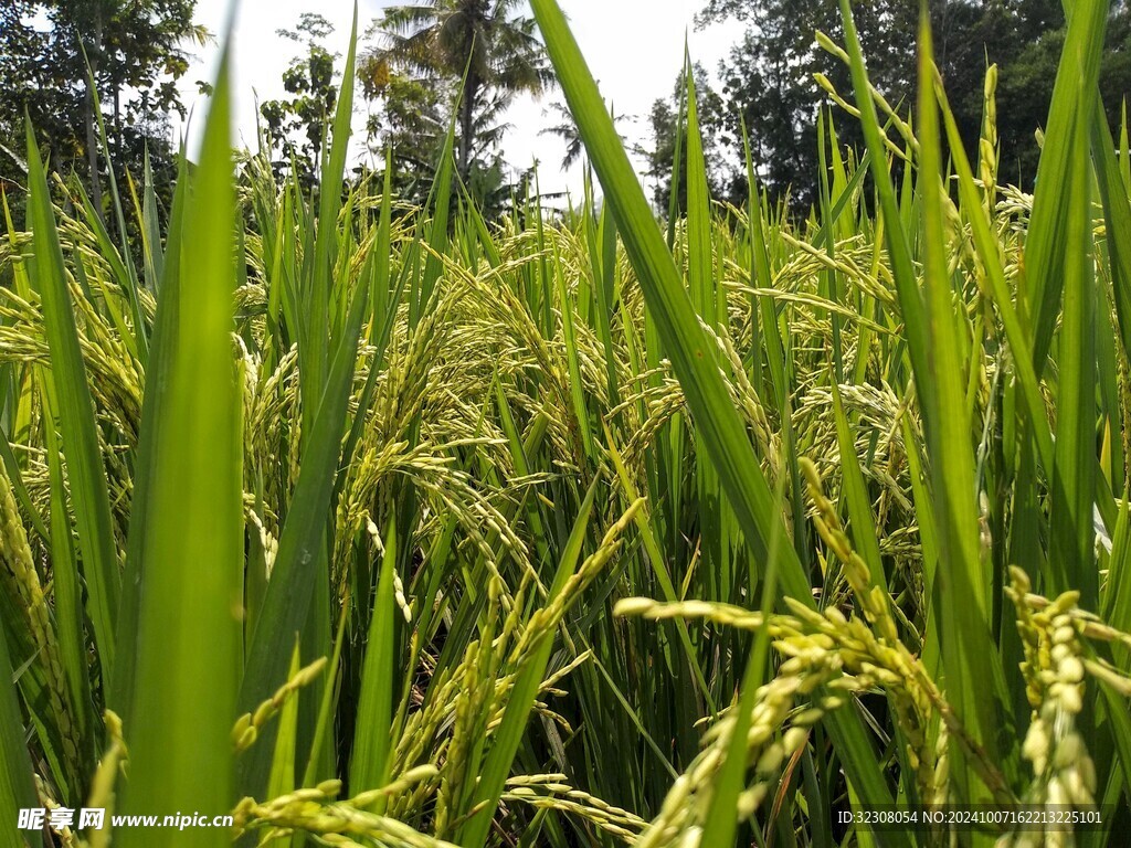 稻田