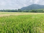 稻田
