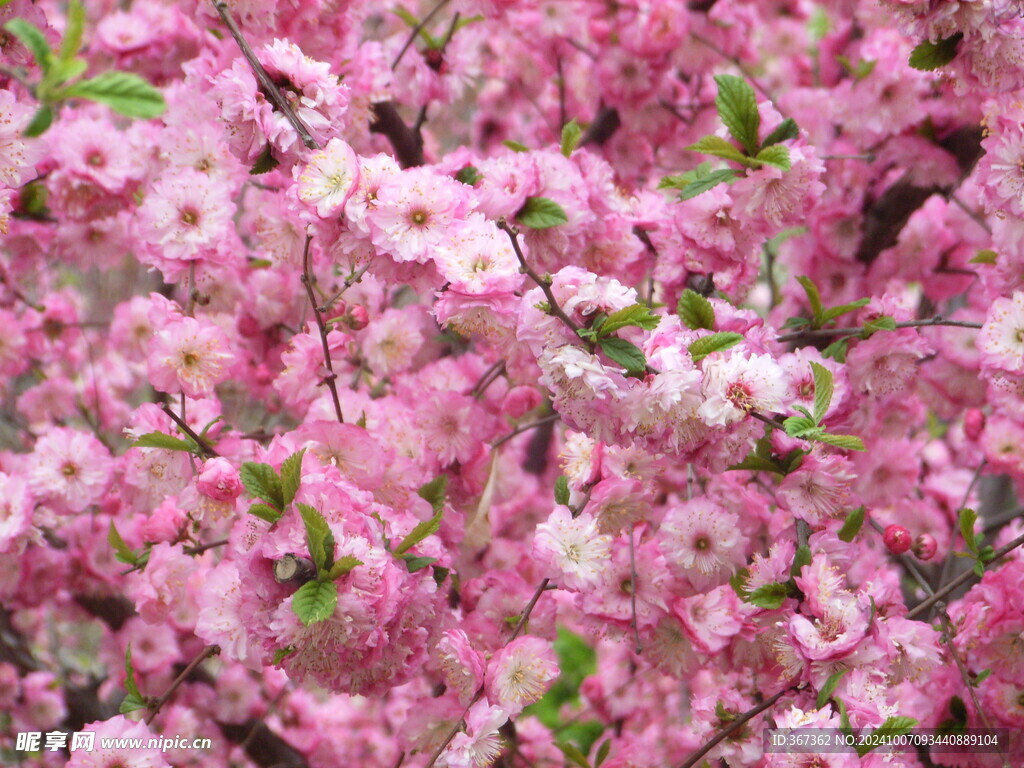 樱花