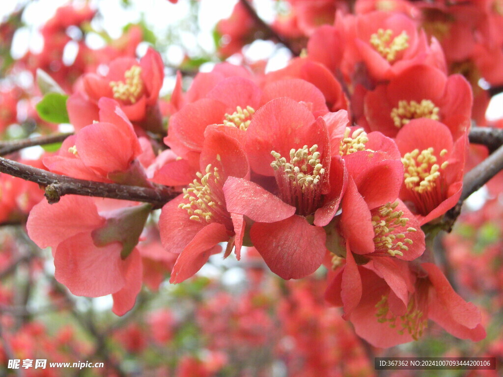 樱花