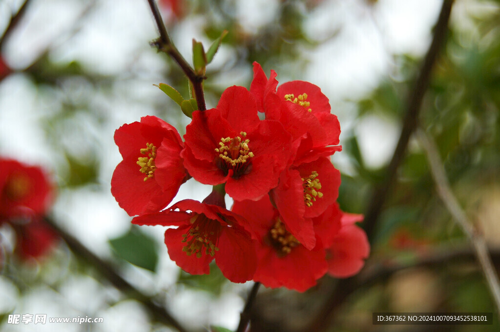 樱花