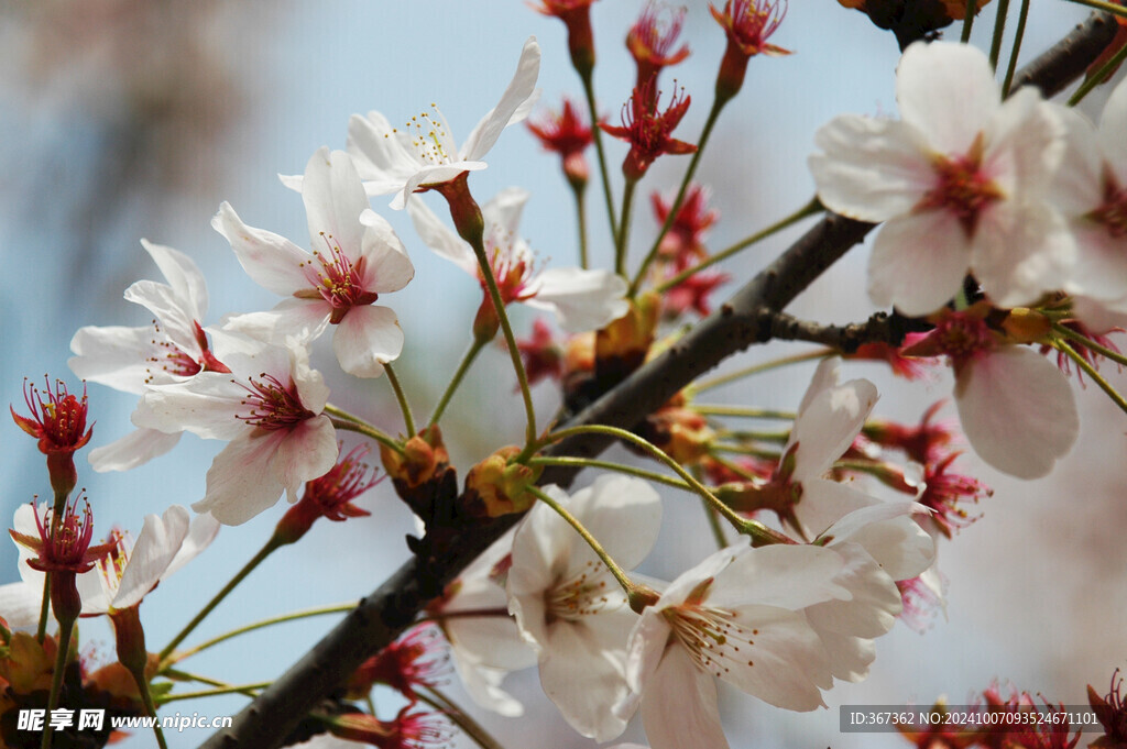 樱花