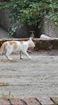 橘猫