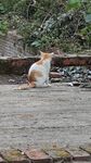 橘猫