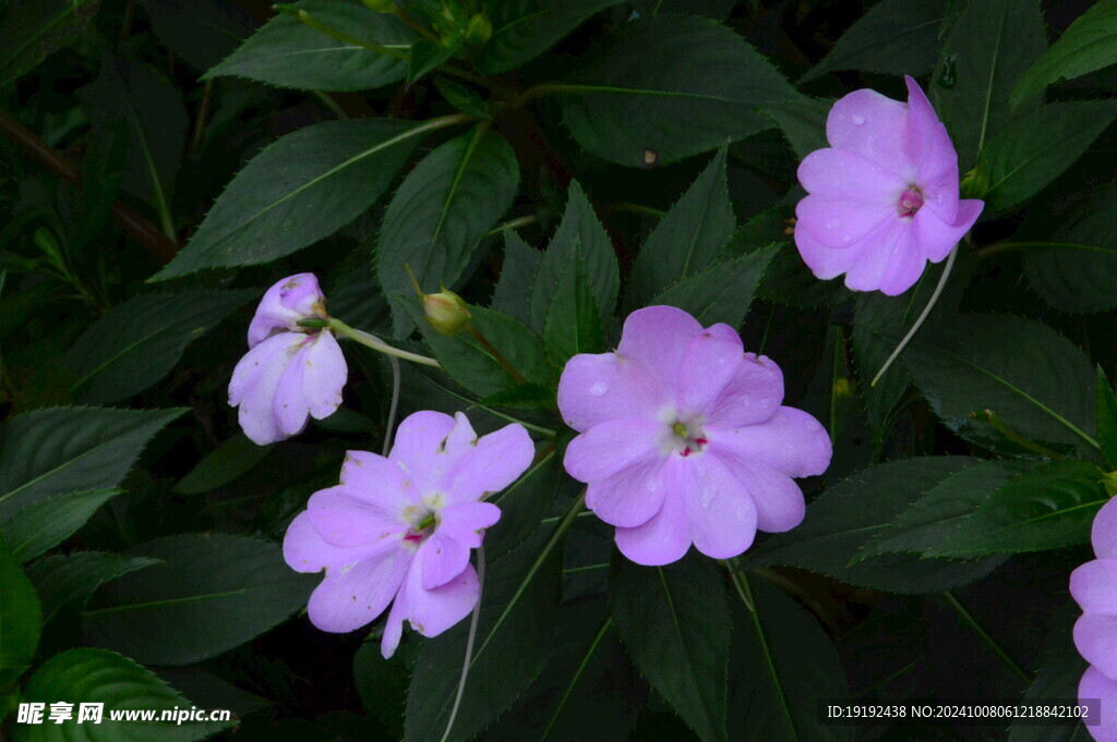 凤仙花 