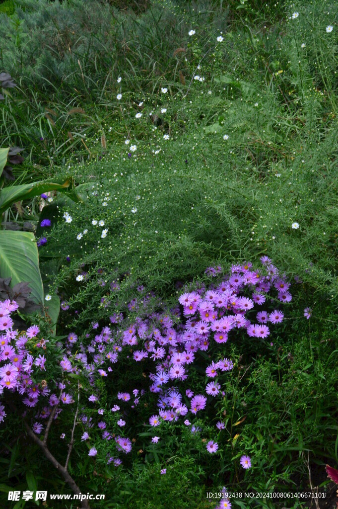紫菀  