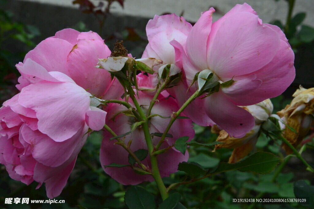 月季花  