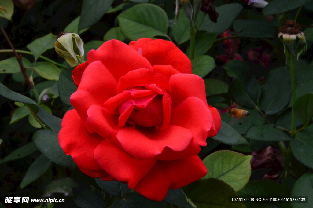 月季花  
