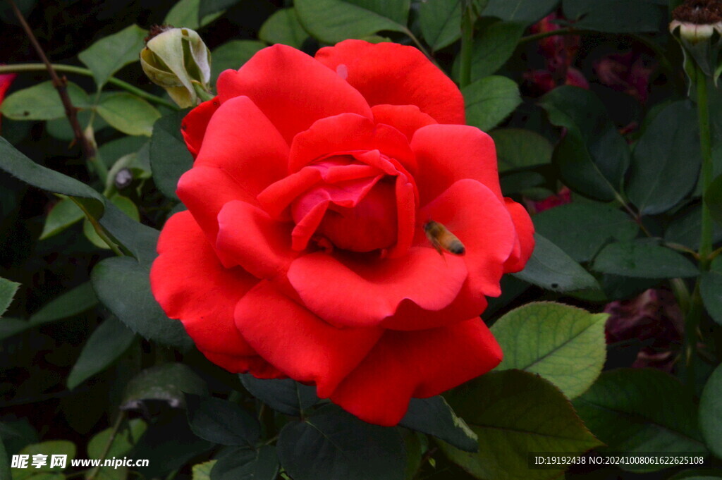 月季花  