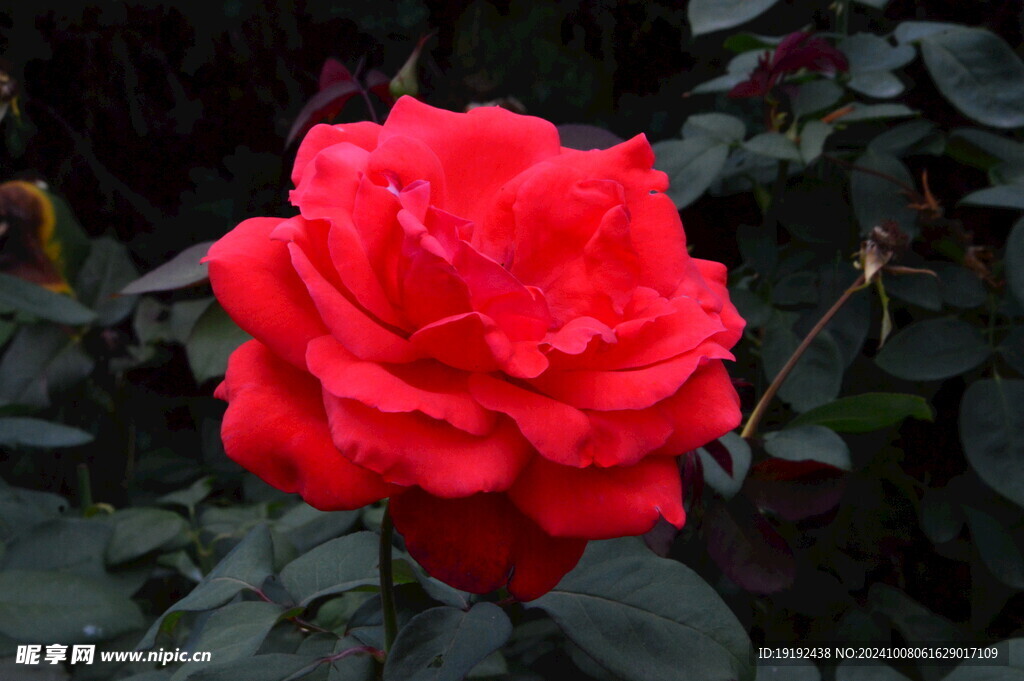 月季花  