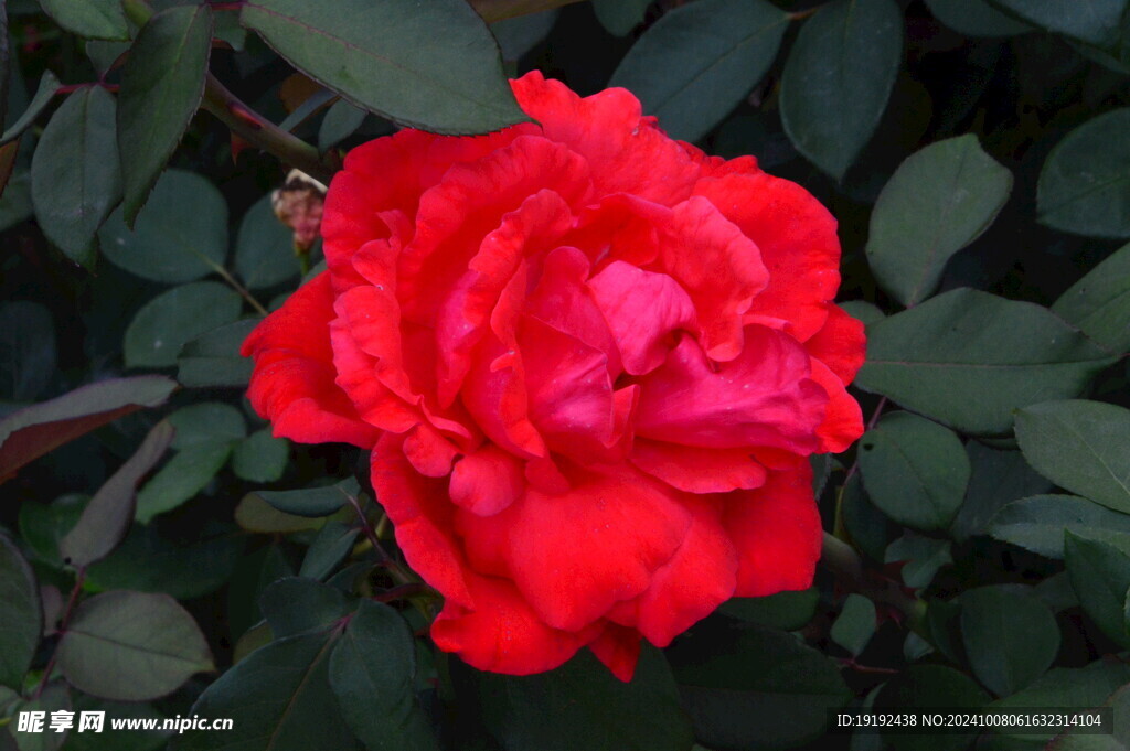 月季花  