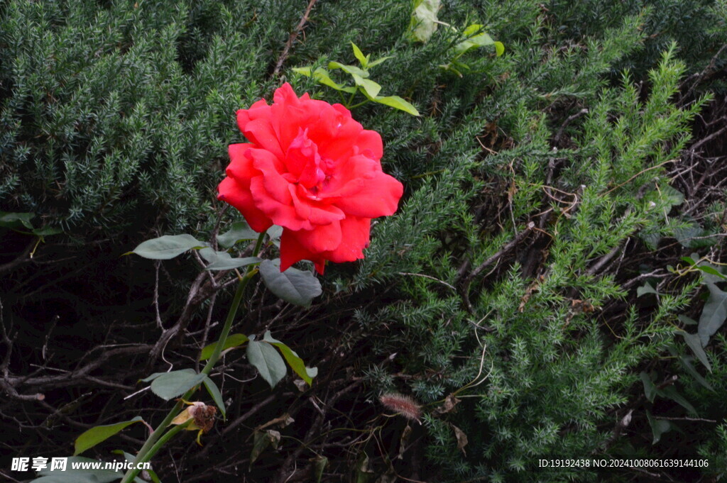 月季花 