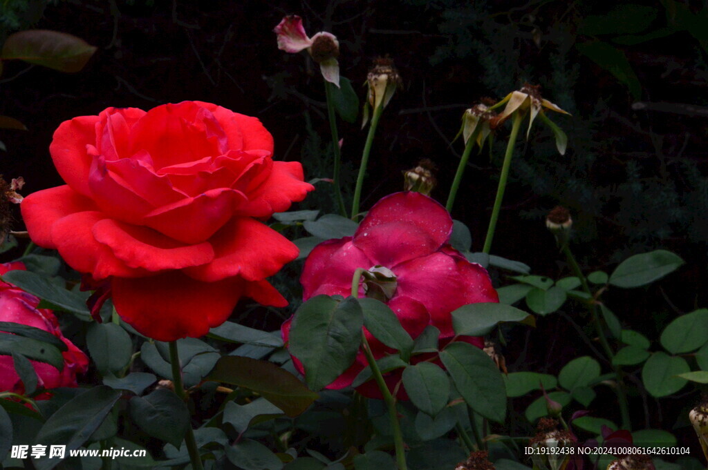月季花  