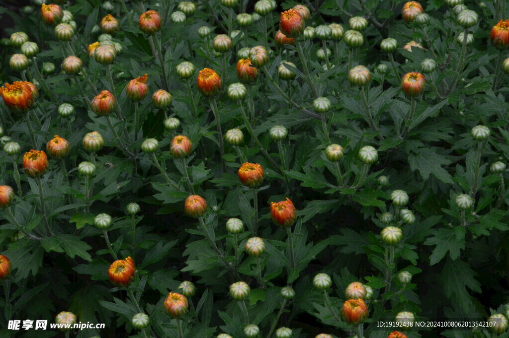 菊花  