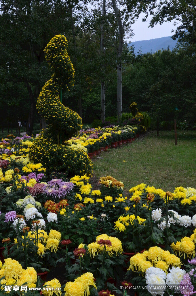 菊花  