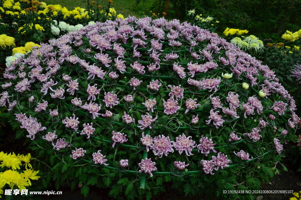 菊花  