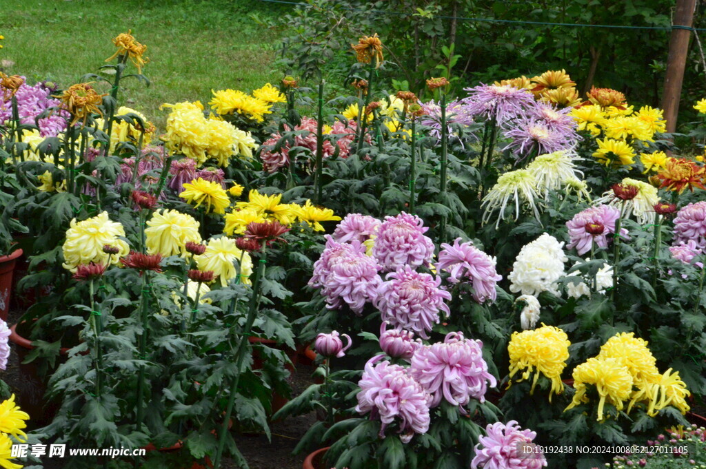 菊花 