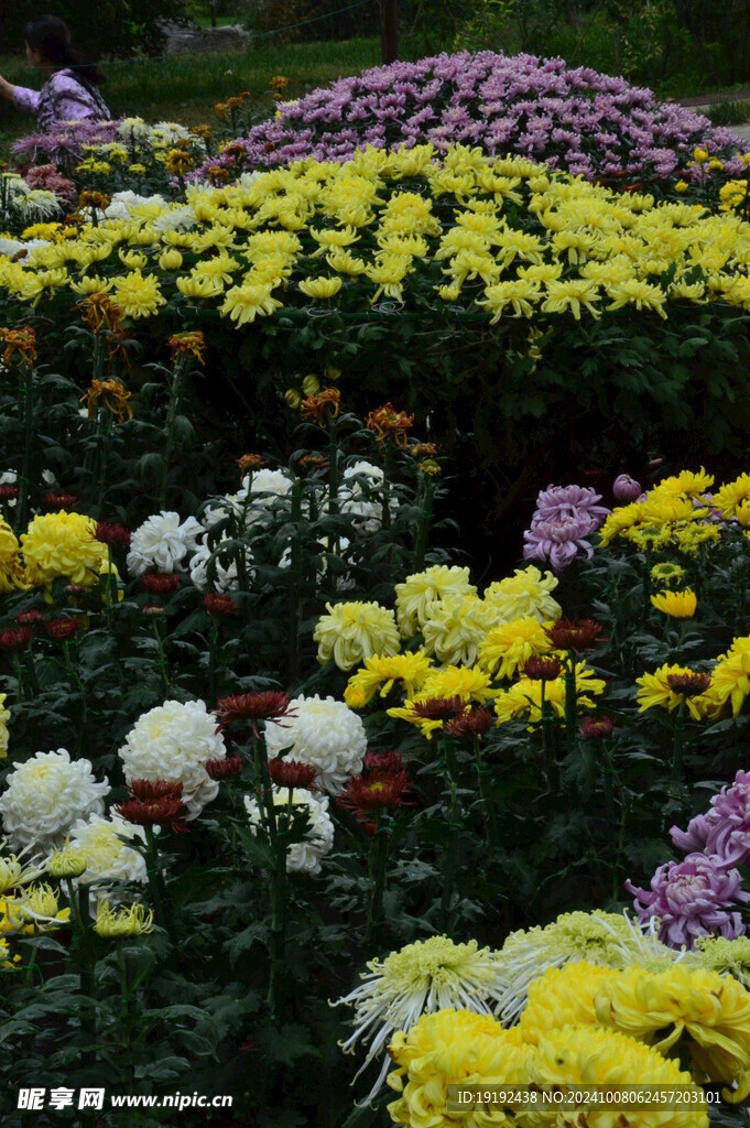 菊花  