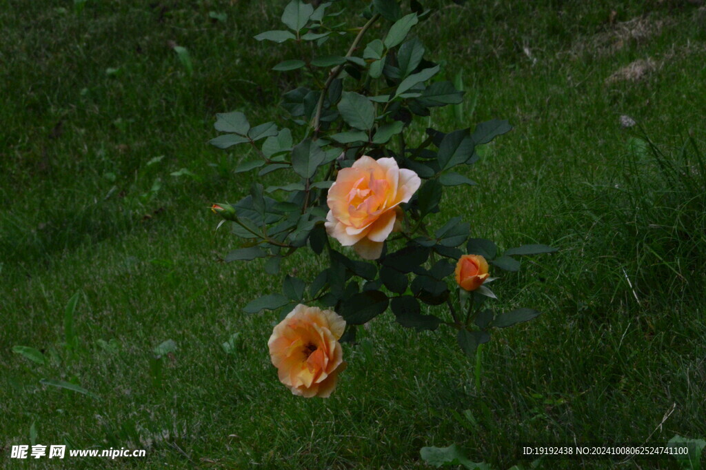 月季花  
