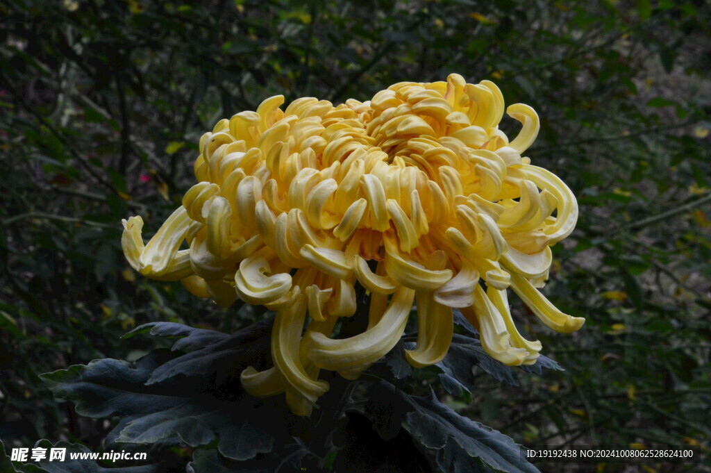 菊花  