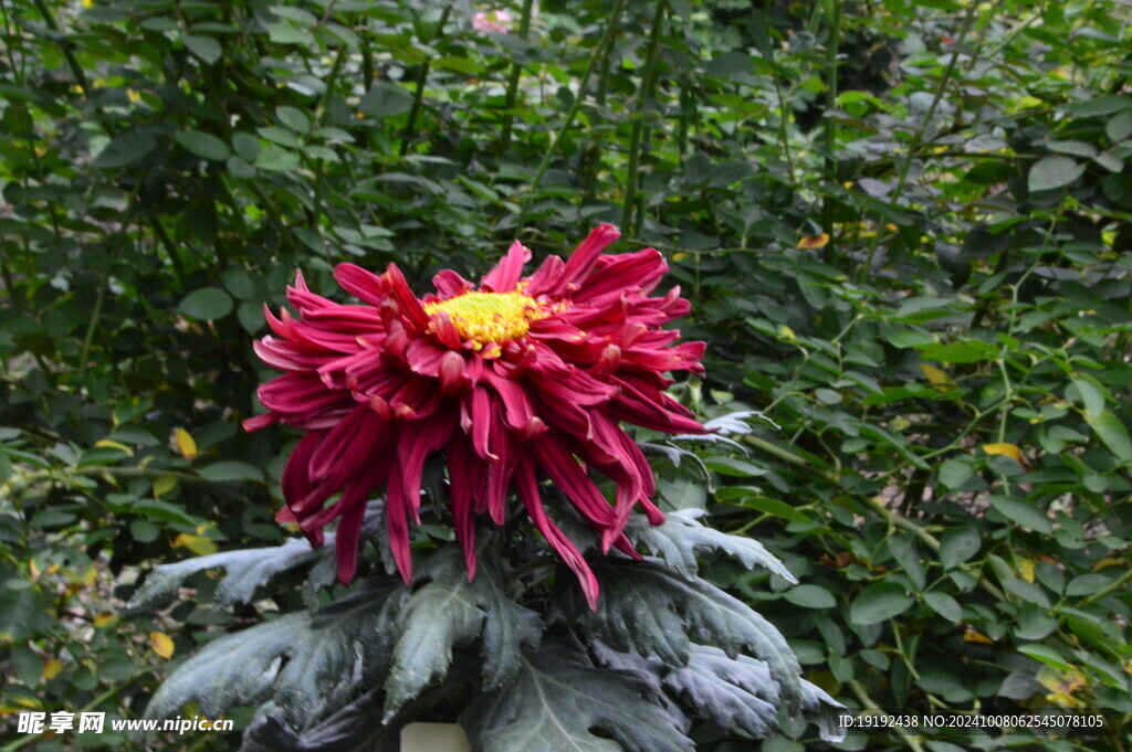 菊花  