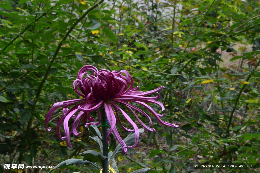 菊花 