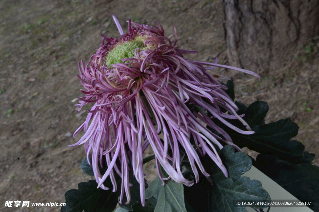 菊花  