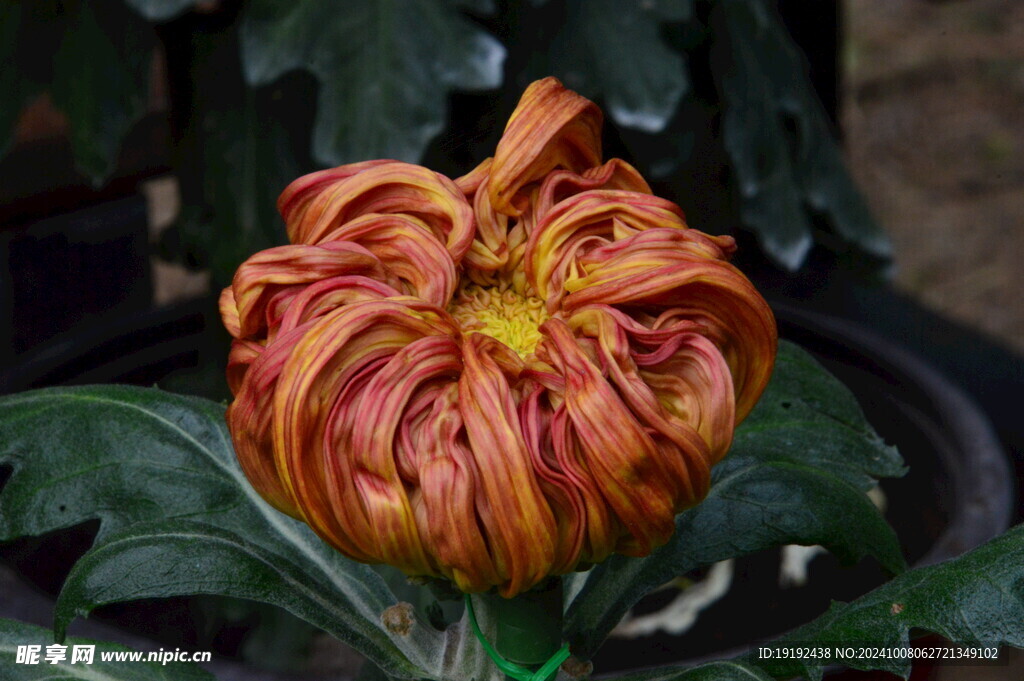 菊花  