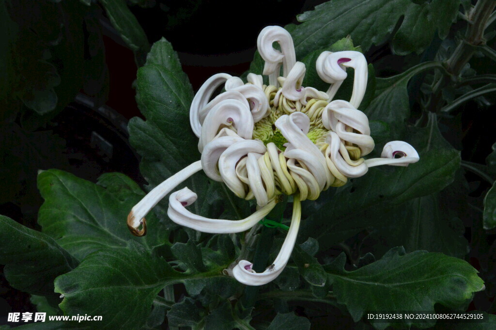 菊花  